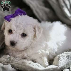 Bridget, Bichon Frise Puppy